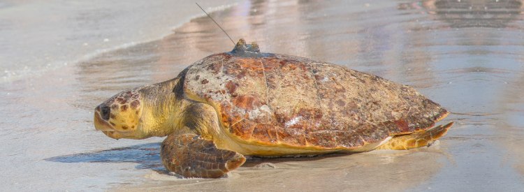 Released-Animals-1160x426